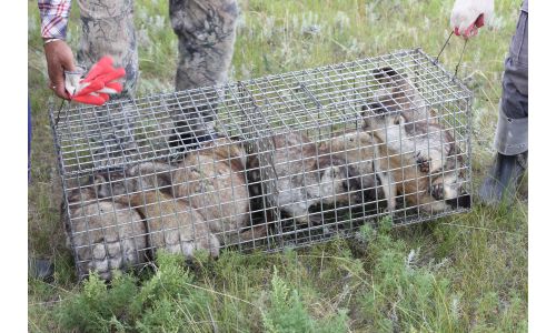 Дорнод: 50 толгой тарвага нэмж нутагшуулжээ