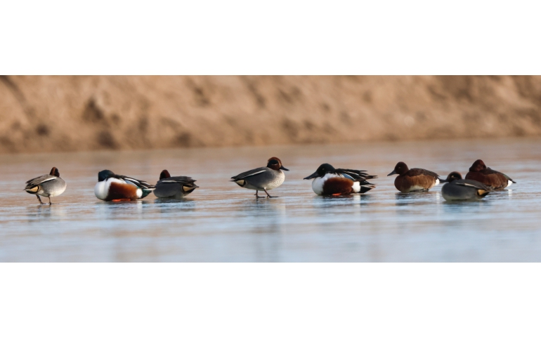 Өмнөговь: Далангийн голд нүүдлийн шувууд иржээ