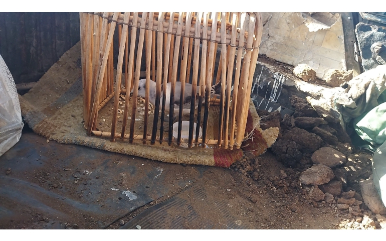 Увс: Хол нисч чадахгүй болсон шувууг долоо хоног асарч тэнхрүүлжээ